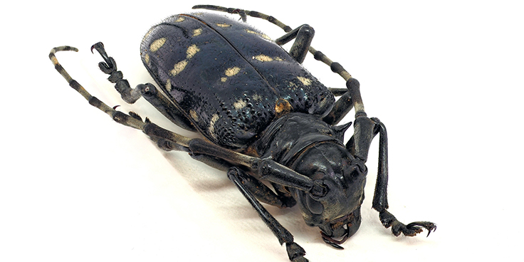 The tree-killing invasive Asian Longhorn Beetle